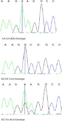 Effect of the DGAT1 K232A mutation and breed on milk traits in cattle populations of Ethiopia